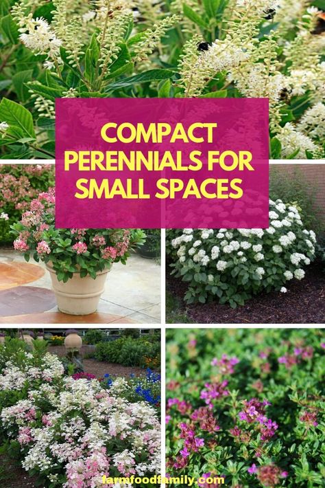 A combination of compact perennial flowers will fit in small spaces like gardens edging a border or petite planting beds. Gardeners can create small sunny borders with shorter plant varieties, dwarf cultivars of long-time favorite perennials. Perennials For Small Spaces, Small Perennial Flowers, Small Flower Bed Ideas Full Sun, Small Perennial Garden, Philly Townhouse, Greenhouse Winter, Backyard Flower Beds, Creating Curb Appeal, Plants For Small Gardens