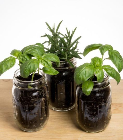 Mason Jar Garden 6 Plants You Can Grow - the Imperfectly Happy home Plants In Mason Jars, Diy Garden Planters, Plant Room Aesthetic, Growing Herbs At Home, Mason Jar Plants, Jar Garden, Mason Jar Garden, Herbs At Home, Mason Jar Herbs