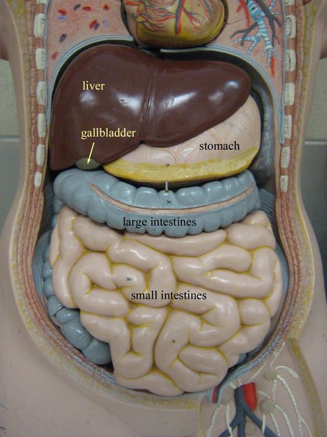 Abdominal Cavity model Abdominal Cavity Anatomy, The Human Body Anatomy, Abdominal Cavity, Organ Anatomy, Model Anatomy, Human Anatomy Model, Surgical Tools, The Human Anatomy, Eye Model