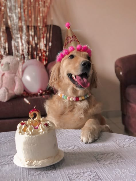 Dogs Birthday Photoshoot Ideas, Aesthetic Dog Birthday, 1 Year Dog Birthday Pictures, Pet Party Ideas For Dogs, Dog First Birthday Pictures, Dog Birthday Party Ideas Decoration, Birthday For Dog, Dog Birthday Photoshoot, Dog Birthday Pictures