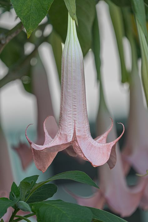 Pink Angel trumpet, photo by John Grotz. Angel's Trumpet Flower Aesthetic, Angel Trumpets, Angel Trumpet Plant, Angels Trumpet, Angel's Trumpet, Night Blooming Flowers, Angel Trumpet, Pink Angel, Angel S