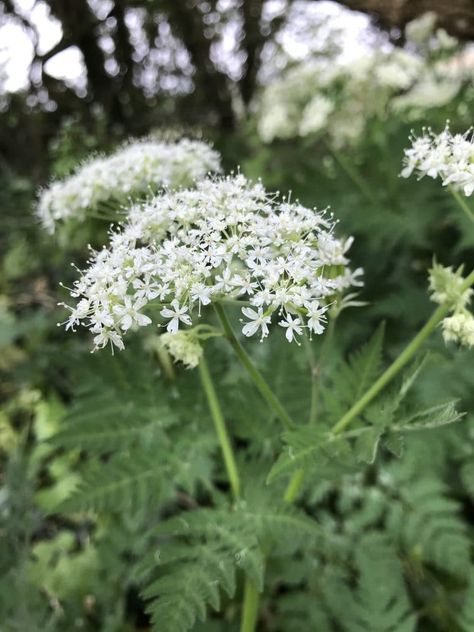 Garden Greenhouse Ideas, Prairie Plants, Garden Hideaway, Naturalistic Garden, Cottage Garden Flowers, Wild Foraging, Ivy Cottage, Prairie Planting, Shade Tolerant Plants