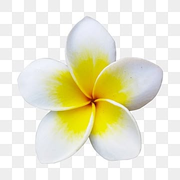 Png Flowers Hd, Flowers With White Background, White Frangipani, Png Nature, Flower Png Transparent, Flowers White Background, Frangipani Flower, Flower Png Images, Png Flowers