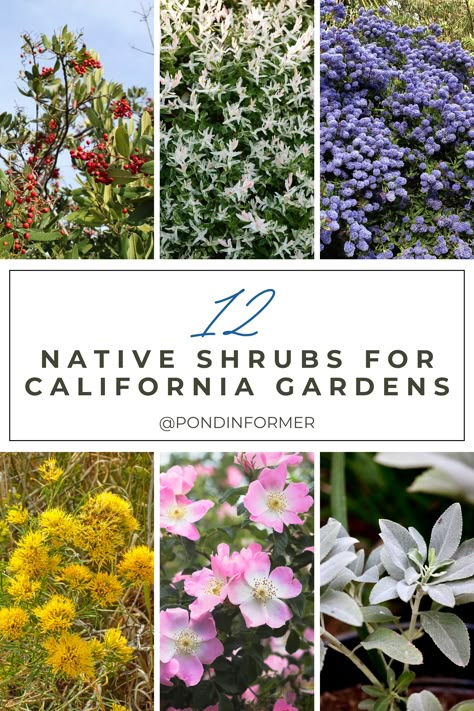 Elevate your California garden with the beauty of native shrubs! Explore our guide featuring 12 stunning native shrub species that perfectly complement the Golden State's unique climate and landscape. From vibrant blooms to drought-tolerant foliage, these plants bring the essence of California to your outdoor haven. #CaliforniaGardening #NativePlants #CaliforniaNativePlants #GardenTips #GardenShrubs #NativeShrubs #California Drought Tolerant Landscape Southern California, California Native Plants Front Yards, Landscape Ideas Southern California, Northern California Native Plants Landscaping, Northern California Native Landscape, Ca Native Garden, Southern California Plants, Southern California Native Plants Landscapes, Native Garden California