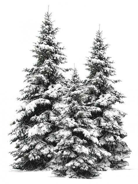 Pine Christmas Tree, Snowy Trees, Flocked Christmas Trees, What Is Christmas, Winter Scenery, Christmas Drawing, Tree Drawing, Snow Scenes, Winter Trees