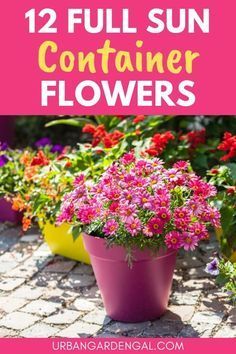 Full Sun Container Plants, Fast Growing Flowers, Easy To Grow Flowers, Full Sun Flowers, Front Porch Flowers, Tattoo Plant, Flowers In Pots, Patio Flowers, Porch Flowers