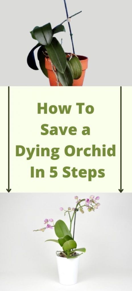 Care Of Orchids How To Take, How To Care For An Orchid House Plants, Orchid Care Repotting, Revive Orchid Plant, Repotting An Orchid, Ideas For Steps In House, Orchid Care In Water, How To Save Orchid Plant, How To Care For House Plants