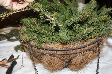 How To Turn Summer Hanging Baskets Into Great Christmas Decorations! Outdoor Hanging Christmas Decor, Evergreen Hanging Basket, Winter Hanging Baskets, Hanging Baskets Diy, Christmas Hanging Baskets, Christmas Window Boxes, Winter Containers, Artificial Hanging Baskets, Outdoor Christmas Planters