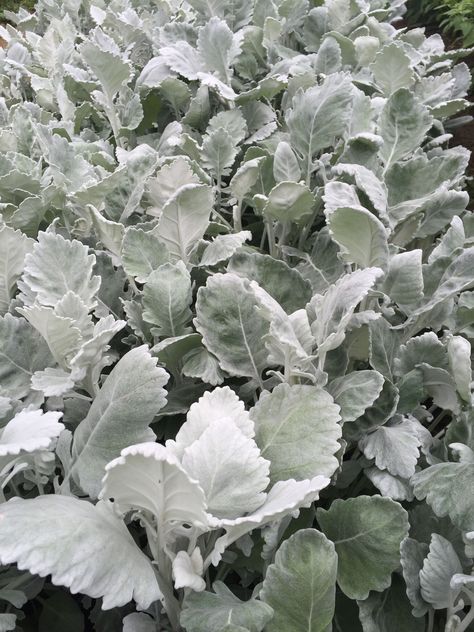 Dusty Miller Dusty Miller Bouquet, December Flowers, Silver Plants, June Flowers, October Wedding Flowers, August Flowers, Silver Plant, October Flowers, July Flowers