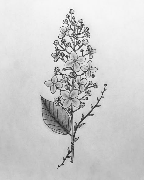 Lilac Drawing Tattoo, Lilac Tattoo Stencil, Washington Lilacs Drawing, Chickadee And Lilac Tattoo, Lilocks Flower Tattoo, Washington Lilacs Zach Bryan Tattoo, Lilac Tattoo Design Black And White, Lilac Flower Tattoo Black And White, Washington Lilac Tattoo