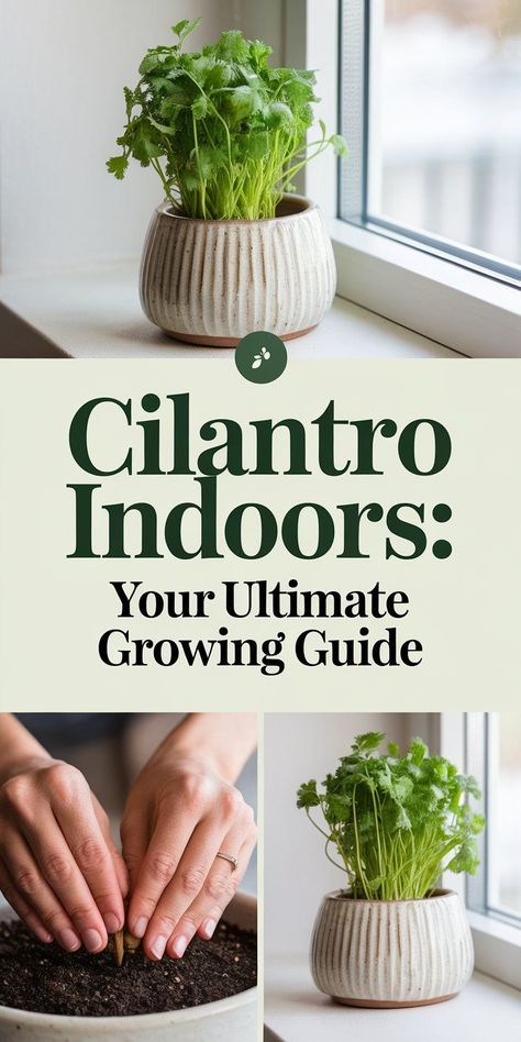 A thriving cilantro plant next to parsley in a DIY indoor herb garden. How To Grow Cilantro Indoors, Cilantro Plant Care, Planting Cilantro, Planting Herbs Indoors, Waterfalls Backyard Diy, How To Grow Coriander, Grow Cilantro Indoors, How To Grow Cilantro, Growing Basil Indoors