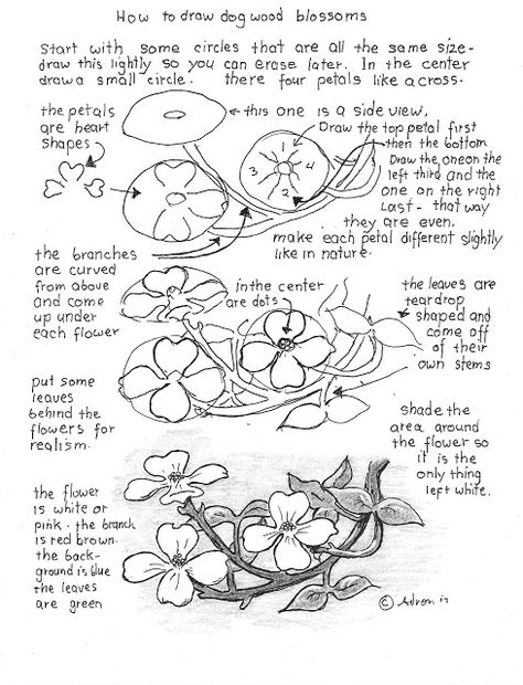 How to Draw Worksheets for The Young Artist: How To Draw Dogwood Blossoms Worksheet Plants Drawings, Roses Plants, How To Draw Realistic, Draw Realistic, Flower Drawing Tutorials, Dogwood Blossoms, Draw Flowers, Flower Drawings, Art Worksheets