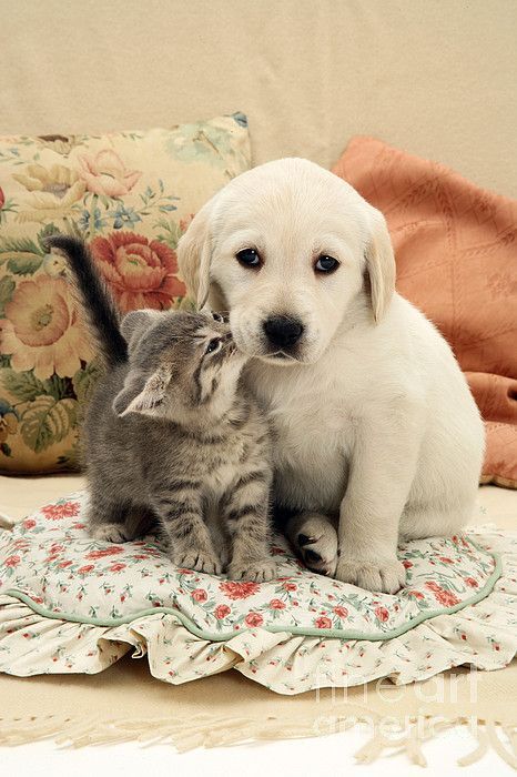 🐈standardpuppies🐕 on Twitter: "Good kisser 💋💋😍… " Puppy And Kitten, Good Kisser, Kittens And Puppies, Cute Cats And Dogs, Big Dogs, Cat Love, I Love Dogs, Animals For Kids, Kittens Cutest