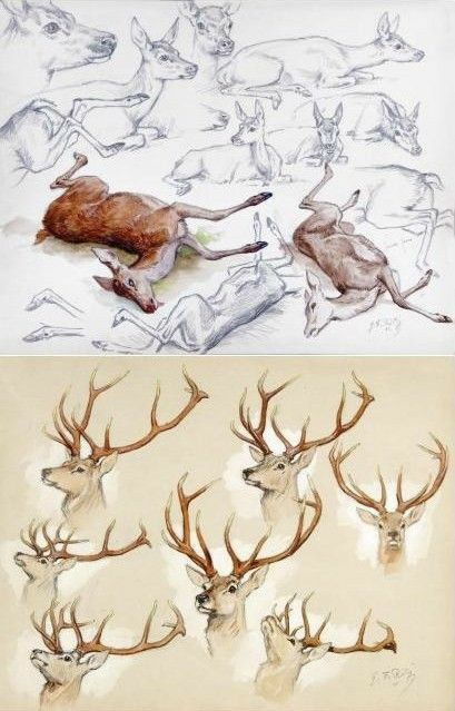 Deer Sketch, Deer Drawing, Nature Sketch, Animal Study, Deer Art, Animal Anatomy, Animal Reference, Tattoo Sketch, Animal References