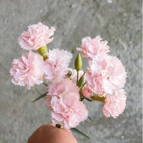 Amazon.com: 50 La France PINK CARNATION Dianthus Caryophyllus Chabaud Flower SeedsComb S/H by Seedville : Patio, Lawn & Garden Amazing Vase, Dianthus Caryophyllus, Pale Pink Flowers, Soft Candy, Rock Gardens, Pink Carnations, Shell Pink, Seed Company, Spring Bulbs