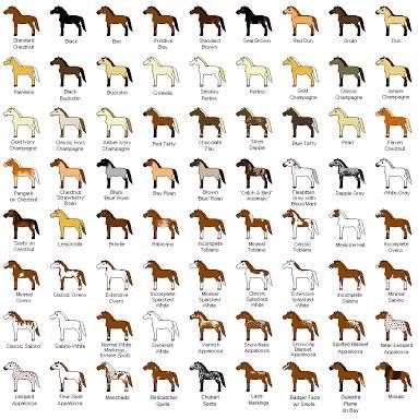 Color Chart:) Horse Color Chart, Horse Coat Colors, Horse Facts, Horse Info, Horse Colors, Horse Tips, I Love Horses, Horse Health, Horse Quotes