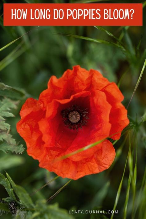 Planting Poppy Seeds, Houseplant Pests, Planting Poppies, Flower Store, Poppy Flowers, Replant, Poppy Seeds, Plants Garden, Garden Tips