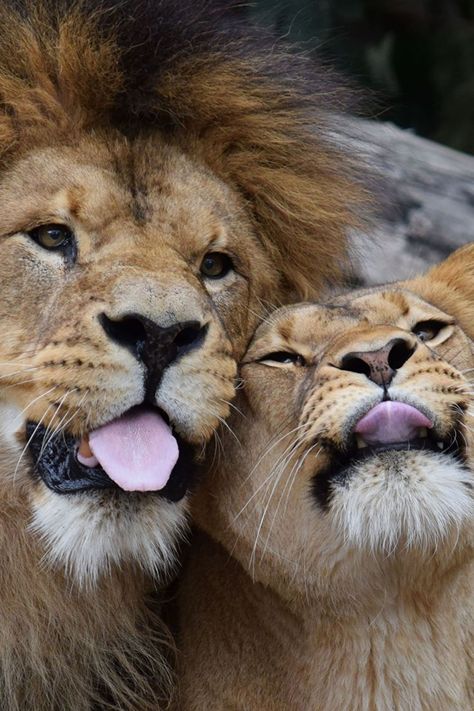 Lion Couple, Queen Goddess, Lion Photography, Lion Love, Lion And Lioness, Lion Images, Lion Pictures, Birthday Queen, Animal Planet