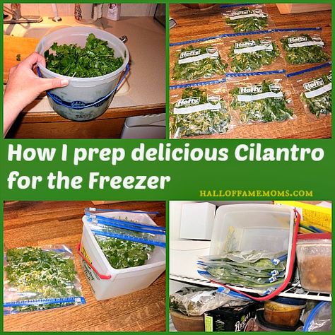 How I prep and freeze Cilantro - Hall of Fame Moms How To Save Cilantro, Storing Cilantro In Fridge, Cilantro Ideas, Freeze Cilantro, Freeze Herbs, Freezing Cilantro, How To Grow Cilantro, Grow Mango, Grow Cilantro