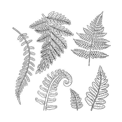 Free vector hand drawn fern outline illu... | Free Vector #Freepik #freevector #outline #line-art #minimal-illustration #hand-drawn-illustration Fern Illustration Simple, Fern Line Art, Fern Outline Tattoo, Fern Line Drawing, Fern Outline, Fern Sketch, Fern Logo, Fern Drawing, Fern Embroidery