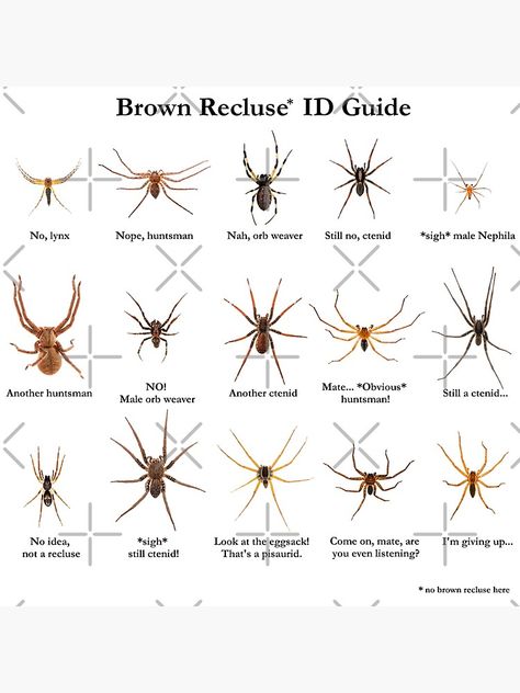 Because we ALL have a friend who came to us with a blurry photo and asked “Hey, is that a brown recluse?” / Here’s a way to remind people around you that not every brownish spider is a medically-significant brown recluse. / Note: there’s not a single recluse on this image, not even close. • Also buy this artwork on wall prints, apparel, stickers, and more. Spider Identification Chart, Spider Facts, Spider Identification, Recluse Spider, Brown Recluse Spider, Spider Species, Get Rid Of Spiders, Brown Recluse, Survival Skills Life Hacks