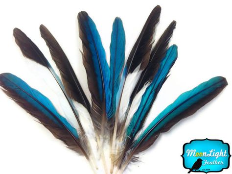 Rare Feathers, 10 pieces - Natural Blue Kingfisher Small Wing Feathers : 2334 on Etsy, $4.95 Kingfisher Feather, Adjustable Blue Feather Headpiece, Small Wing, Wing Feathers, Common Kingfisher, Macaw Parrot, Window Shopping, Emu, Kingfisher