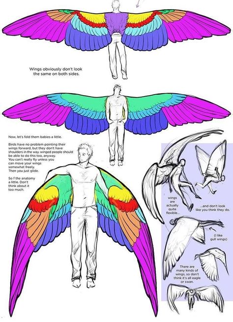 Wing Anatomy Reference, Winged Clothes, Wing Anatomy, Types Of Wings, Bird People, Wings Drawing, Wings Art, Concept Art Drawing, Creature Concept Art