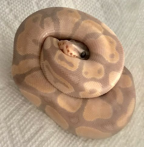 Animal Pfp Funny, Pet Python, Snake Ball Python, Banana Ball Python, Ball Python Pet, Snakes Pet, Snake Pets, Ball Python Snake, Baby Ball Python