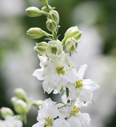 Consolida 'White' White Larkspur, Mary Stewart, White Flower Garden, Sarah Raven, Filler Flowers, Flower Types, Seed Pack, Moon Garden, Flower Spike