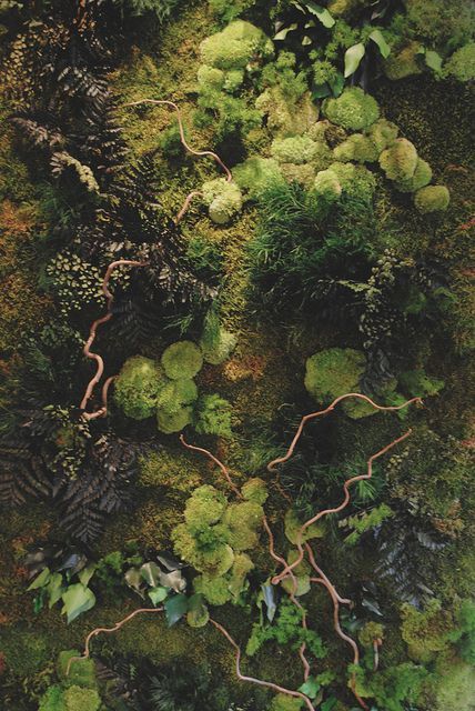 Moss Growing, Plants Growing, Moss Garden, Earth Elements, Forest Floor, Alam Yang Indah, Nature Aesthetic, Enchanted Forest, Green Aesthetic