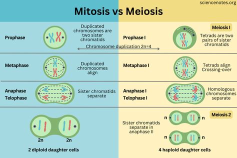 Mitosis vs Meiosis Meiosis Vs Mitosis, Mitosis And Meiosis, Nuclear Membrane, Learn Biology, Dna Replication, Cell Cycle, Cell Division, Science Classroom Decorations, Concept Map