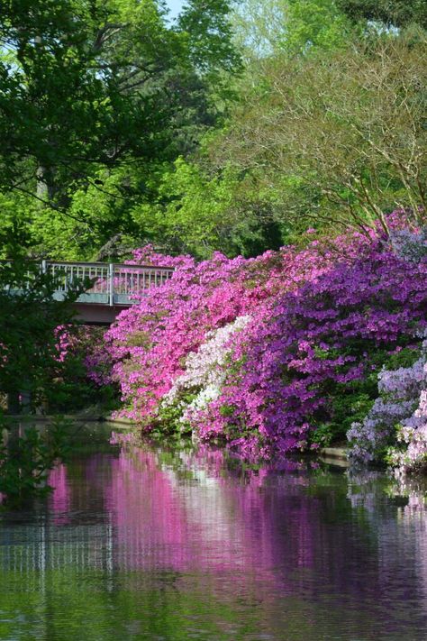 Swamp Azalea, Azalea Tree, Artemis Temple, Azaleas Landscaping, Male Flowers, Azalea Garden, Creative Gardening Ideas, Southern Gardens, Azalea Bush