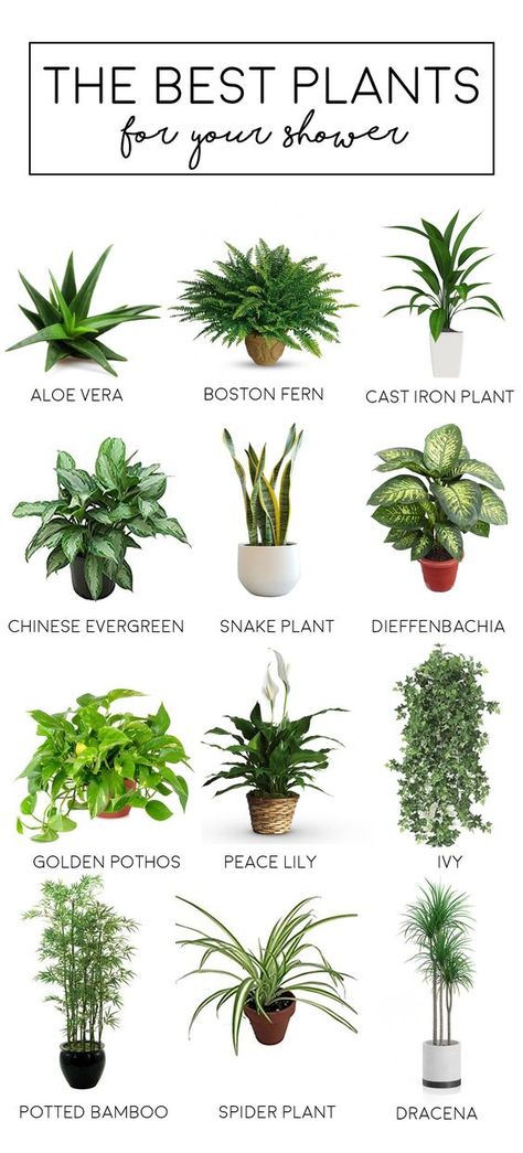 Shower Plants, Indoor Plants Bathroom, Plants Bathroom, Bamboo In Pots, Cast Iron Plant, نباتات منزلية, Colour Hallway, Apartment Plants, Inside Plants