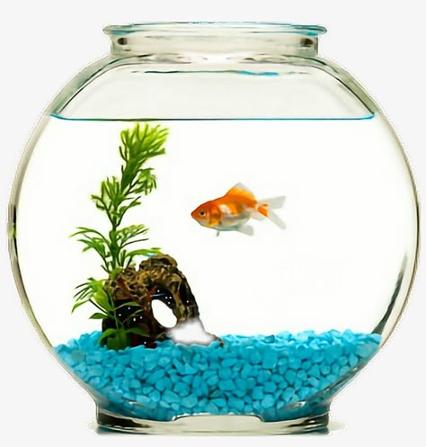 Cute Fish Bowl Ideas, Fish Bowl Aesthetic, Fish In Fish Bowl, Fish Tank Drawing, Gif Transparent Background, Fish In Tank, Fish In Bowl, Goldfish In A Bowl, Aquarium Bowl