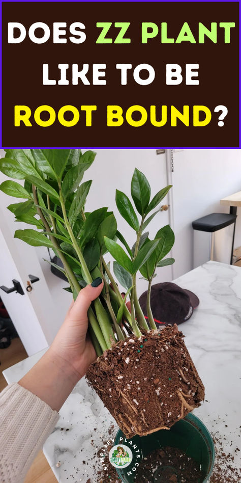 "Discover whether the ZZ plant likes to be root bound and learn the signs 
that indicate it's time to repot. This comprehensive guide covers 
everything from how to repot a ZZ plant to propagating it in water. Explore 
tips on when to repot house plants and the best practices for repotting and 
propagating your ZZ plant. Perfect for plant enthusiasts looking to keep 
their greenery thriving! " How To Repot A Zz Plant, How To Propagate A Zz Plant, Propagating Zz Plant, Zz Plant Propagation, Chameleon Plant, Zz Plant Care, Zz Plants, Water Ideas, Plant Home