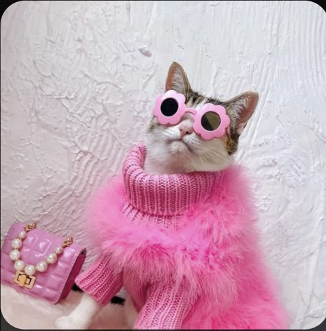 Funny Pictures Of Animals, Gatos Cool, Animals In Clothes, Fancy Cats, Pictures Of Animals, Hilarious Photos, Funny Costumes, Instagram Baby, February 13