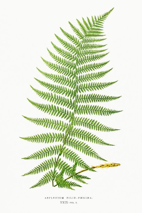 Lady Fern, Fern Prints, Leaf Illustration, Leaf Images, Fern Leaf, Botanical Art Prints, Leaf Wall Art, Botanical Painting, Botanical Illustrations