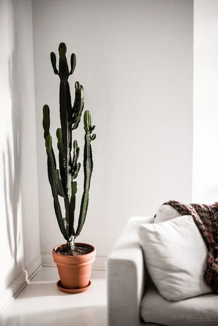 Cacti in Modern Interiors, 55 Ideas for Room Decorating with Desert Plants Tall Cactus Indoor, Perennial Garden Design, Cactus Indoor, Tall Cactus, Cactus House Plants, Potted Cactus, Indoor Cactus, نباتات منزلية, Cactus Decor