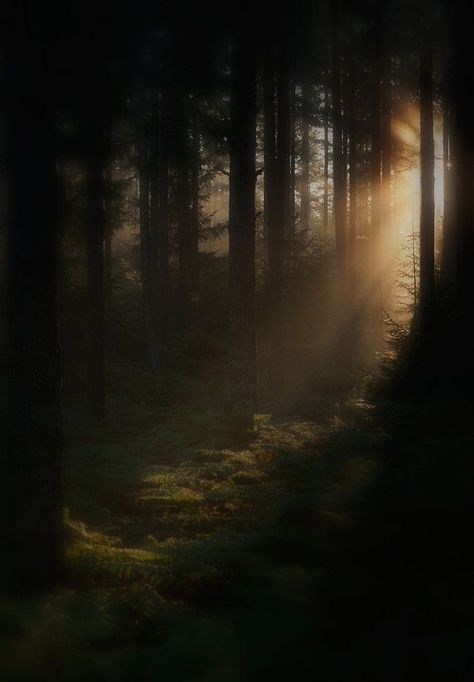 Forest Mystic, Mystic Forest, Secret Forest, Forest Aesthetic, Mystical Forest, Misty Forest, Forest Photography, Deep Forest, Into The Woods