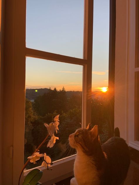 Room Sunset Aesthetic, Cat Looking Out Window, Cat On Window, Cats With Flowers, Cat Sunset, Cats And Flowers, Pretty Sunsets, Cats Flowers, Purple Acrylic Nails