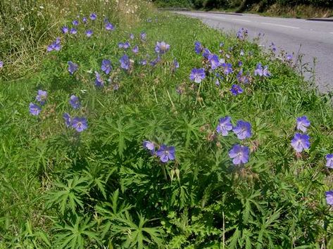 Geranium pratense, Meadow cranesbill: identification, distribution, habitat Meadow Cranesbill, Geranium Pratense, Meadow Plants, Geranium Sanguineum, Cranesbill Geranium, Wild Geranium, Plant Names, Ground Covers, Wild Plants