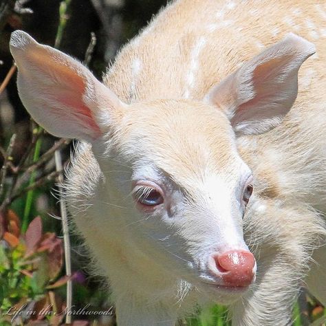 Albino Animals, Photographie Portrait Inspiration, Animal Study, Cool Animals, Animal Reference, Pretty Animals, Animal References, Silly Animals, Baby Deer