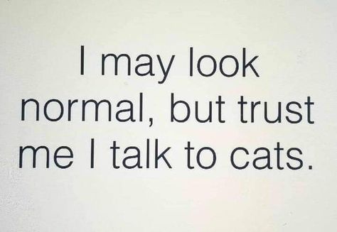 Image Positive, Cat People, Funny Cat Memes, Cat Quotes, Here Kitty Kitty, Memes Humor, I Love Cats, Animal Quotes, Kitty Kitty