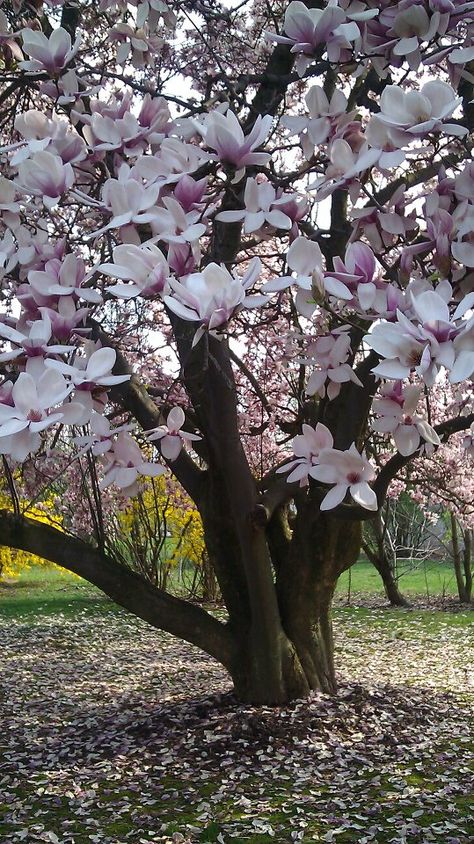 Magnolio #AmyVillarreal http://cincuentopia.com Magnolia Soulangeana, Magnolia Tree, Magnolia Trees, Have Inspiration, Unique Trees, Tree Forest, Garden Trees, Bougainvillea, Mark Twain