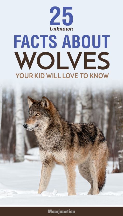 Searching for some interesting wolf facts for kids? Here's the list of wolf facts! Explore the world of wolves to know more about this animal. Check out now Coyote Facts, Wolf Crafts, Wolf Birthday Party, Wolf Study, Wolf Facts, Facts About Wolves, Kids Facts, Wolf Birthday, Wolf Party