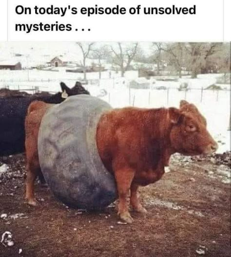 Crossfit Funny, Farm Jokes, Farm Humor, Funny Country, Cringe Meme, Country Jokes, Country Things, Country Memes, Country Quotes