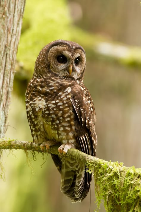 Barred Owl Photography, Wild Is The Witch, Northern Spotted Owl, Endangered Species Art, Spotted Owl, Owl Wings, Owl Photography, Barred Owl, Owl Photos