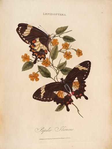 Botanical Illustration Butterfly, Vintage Nature Drawings, Insect Drawing Aesthetic, Vintage Butterfly Drawing, Vintage Butterfly Painting, Butterfly Poster Design, Moth Illustration Vintage, Aesthetic Butterfly Painting, Old Illustration Vintage