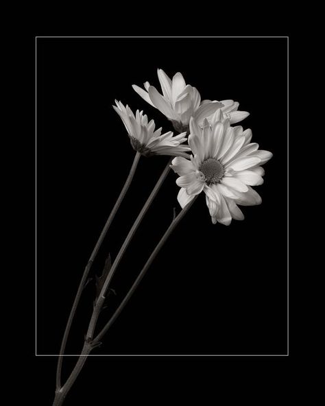 Daisy Images, Black And White Daisy, Daisy Image, Daisy Wallpaper, Black Background Wallpaper, Iphone Backgrounds, Dark Wallpaper Iphone, Black And White Wallpaper, White Daisy