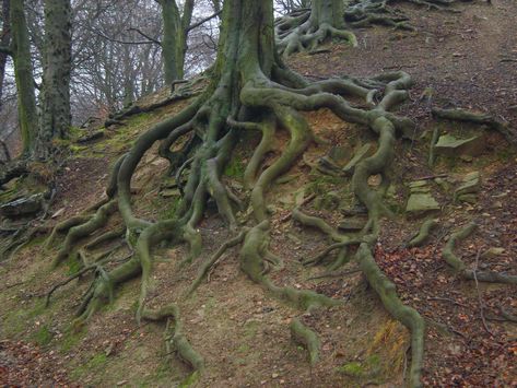 tree roots Roots Illustration, Organic Landscape, Roots Drawing, Hyper Realism, Draw Painting, Painting Texture, Leg Sleeve, Trendy Tree, Tree Photography